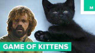 Kittens Remake Season 5 of 'Game of Thrones'