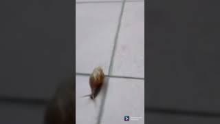 snail crushing by heels crush by heels