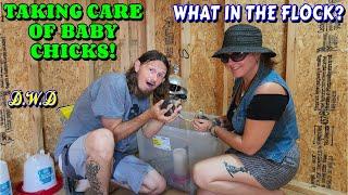 THE START OF OUR FLOCK | chicks, chickens, vlog, couple, life, tiny house, homesteading off-grid |