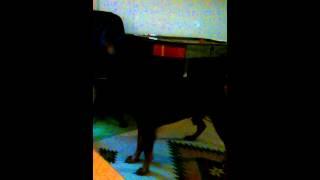 Rottweiler loves to sing!