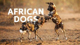 Chasing The Endangered Painted Dogs Across The African Wilderness | Wild Dogs