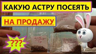 Посев АСТРЫ в Большом Количестве на Продажу. Выбор сортов и Мои Предпочтения.