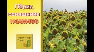 Соняшник Н4ЛМ406 , опис гібриду  - насіння в Україні