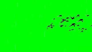 Birds flying | Birds flying green screen 4k | Green Screen effect | 1