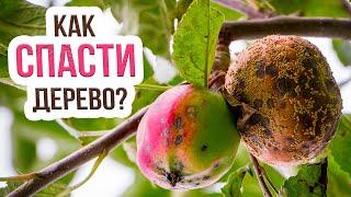 Монилиоз яблони: что это за болезнь и как лечить? Лечение плодовой гнили на яблоне