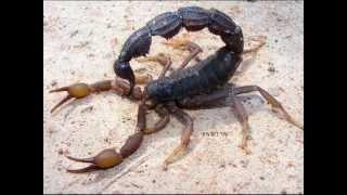 5 most venomous scorpions