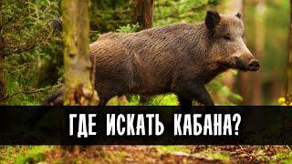  ОХОТА НА КАБАНА. ГДЕ ИСКАТЬ ДИКОГО КАБАНА? where to look for a wild boar?