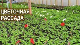 Выращивание цветочной рассады. Зелёный блогер Александра Кайгородцева.