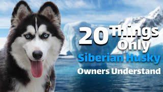 20Things Only Siberian Husky Owners Understand