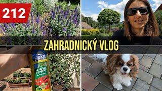 ZAHRADNICKÝ VLOG | TRVALKOVÉ ZÁHONY, RAJČATA, MUŠKÁTY