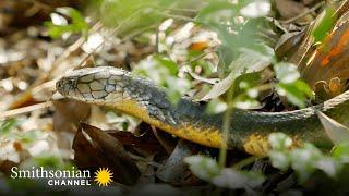 Fascinating: This King Cobra Creates an Elaborate Nest  Into The Wild India | Smithsonian Channel