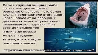 Сколько у большой акулы зубов: схема челюсти, жаберных дуг, количество зубов и рядов акульих зубов 