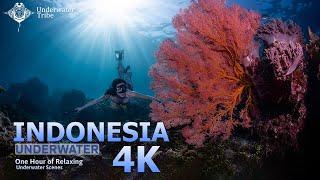 CINEMATIC UNDERWATER SHOWREEL | INDONESIA | 4K | RED CINEMA UNDERWATER | SENSES RELAXATION VIDEO