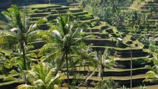 10 biggest rice producing country in the  World | rice production country list