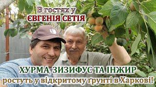 Хурма, зизифус та інжир ростуть у відкритому грунті в Харкові! В гостях у Євгенія Сетія