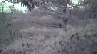 Drone spots a great horned owl in a tree