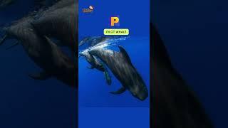 ABC Whales and Dolphin Song | Letter OPQRS | #shorts #kids