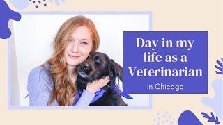 Day in my Life as a Veterinarian! | BellaVet