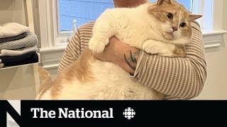 #TheMoment an Ottawa 'fat cat' went on an internet weight loss quest