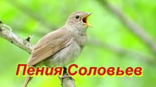 Соловьи Поют  Звуки Природы,Релакс перед сном  Sounds of Nature