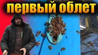 Первый весенний облет пчел по снегу, подготовка пасеки