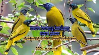 suara burung kutilang sutra gacor!!! pancingan dan pemikat burung kutilang sutra liar 100% ampuh