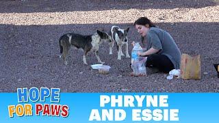 Dog rescue on the California, Arizona and Nevada border - stressful, but successful! ️ #rescue