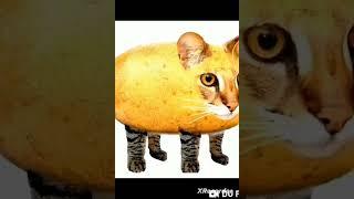 мышка сосиска собака жвачка кошка картошка куку я немножко