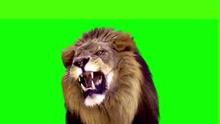 Lion Roar Green Screen