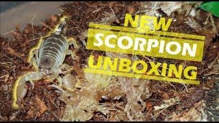 Unboxing and Rehousing a NEW SCORPION