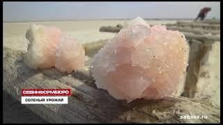 Крымская морская розовая соль купить на saltsea ru