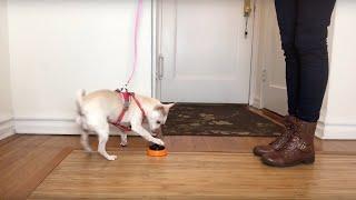 Teach your Dog to Push a Button (or Ring a Bell) to Go Outside