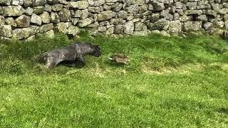 Cane corso hunting and catching rabbit