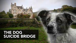 The Dog Suicide Bridge in Scotland - Why Are Dogs Jumping To Their Deaths?   4K