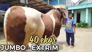 THE BIGGEST GIANT COW COLLECTOR IN INDONESIA