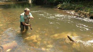 Pecanje potočne pastrmke na reci Moravici kod Ivanjice | Fishing brown trout