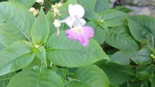 Balsamine de l'Himalaya - Impatiens glandulifera