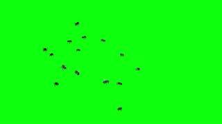 Хромакей футаж рой   МУх.Chromakey footage of a flock of flies.Chromakey footage swarm of flies