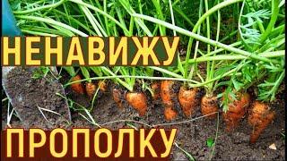 Выращивание УРОЖАЙНОЙ моркови МОЙ СПОСОБ от семян до урожая