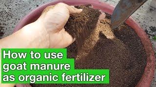 Goat manure as organic fertilizer - how to use? | Real Organic