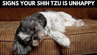 10 Signs Your Shih Tzu is Unhappy (NEVER IGNORE)