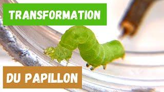 Transformation du papillon, la métamorphose de la chenille. #insectes