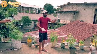 How to Fly a Kite | සරුංගල් | Sarungal | பட்டம் விடுவோம் | Fly a kit on Roof Top | Pappadam Team