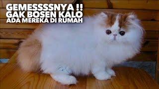 GEMEEESS!! 10 JENIS KUCING TERCANTIK DI DUNIA