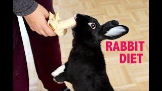 WHAT TO FEED YOUR PET RABBIT