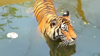 Big cat royal bengal tiger (Panthera tigris tigris) love to swim -4K Royal Music .