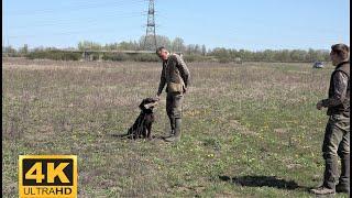Aport - trening pasa ptičara - Adozione - addestramento di cani da caccia