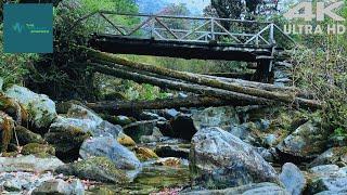 Nature Meditation: Immersing Yourself in the Relaxing Ambience of a Mountain Stream