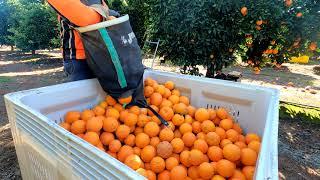 FARMWORK AUSTRALIA 2021 ORANGE  . Modern farm , Awesome AMAZING