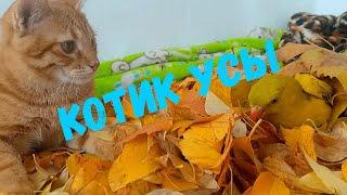 Зачем кошке усы